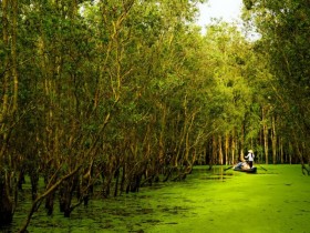 越南湄公河三角洲的四大必游森林